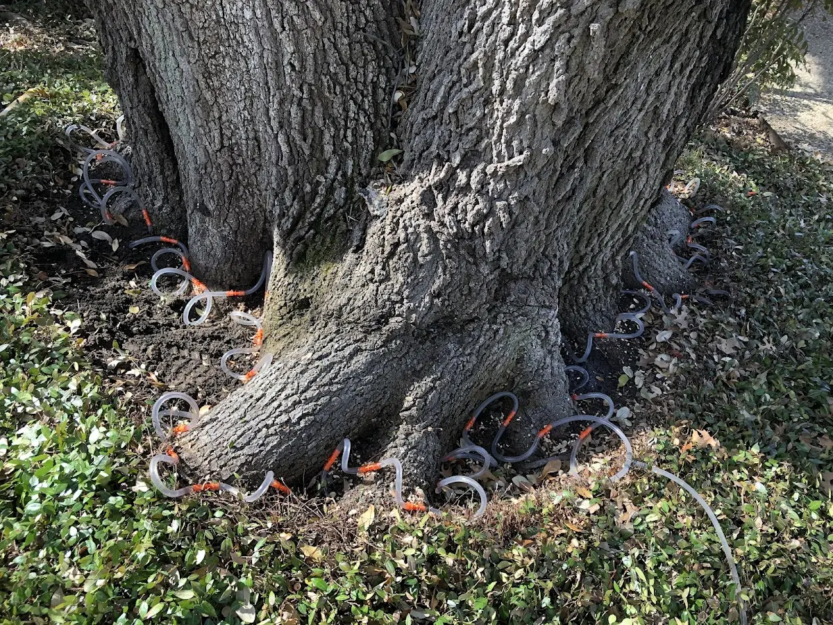 Detailed Tree Cabling and Bracing job site in Pea Ridge